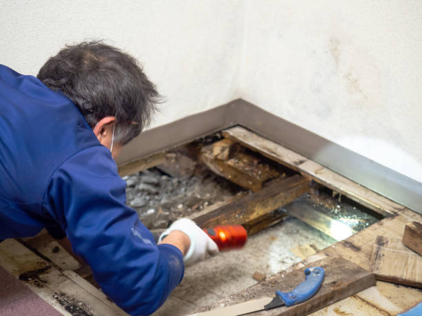 Best Affordable Mold Removal  in Anderson, SC