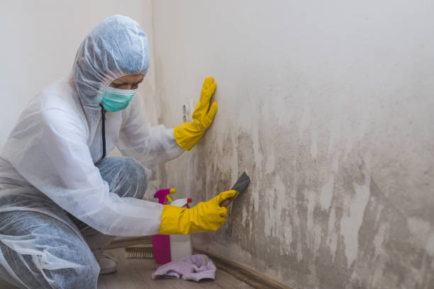 Best Mold Remediation Experts  in Anderson, SC