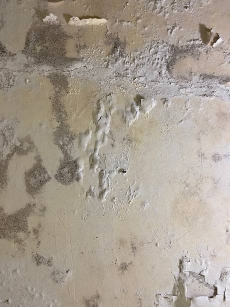 Best Mold Damage Repair  in Anderson, SC