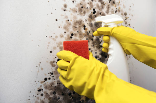 Best Fast Mold Removal  in Anderson, SC