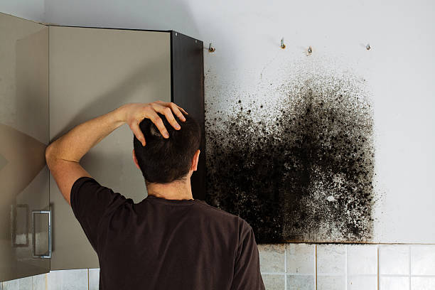 Anderson, SC Mold Removal Company
