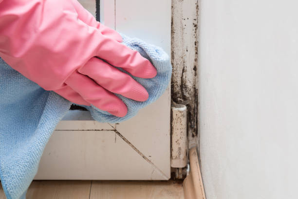 Mold Testing and Removal in Anderson, SC