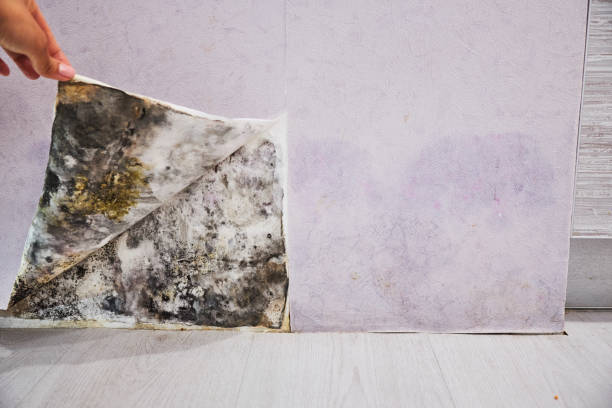 Best Residential Mold Removal  in Anderson, SC